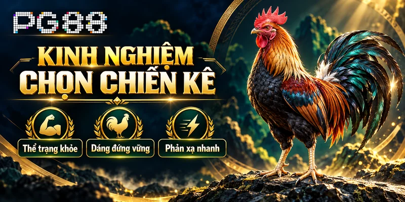 Kinh nghiệm chọn chiến kê PG88